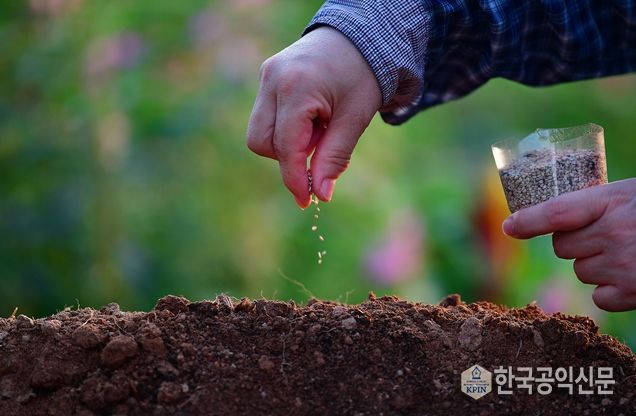 제1회 국립종자원 종자사진 공모전 수상작(대상(농식품부장관상) 수상자 : 강미자 작품명 : 참깨씨 뿌리기)